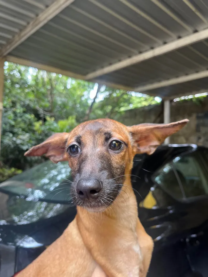 Cachorro ra a SRD-ViraLata idade 2 a 6 meses nome Beatriz