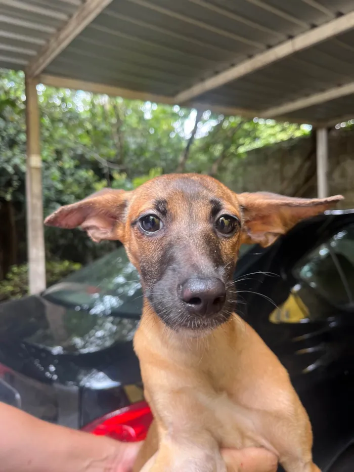 Cachorro ra a SRD-ViraLata idade 2 a 6 meses nome Beatriz