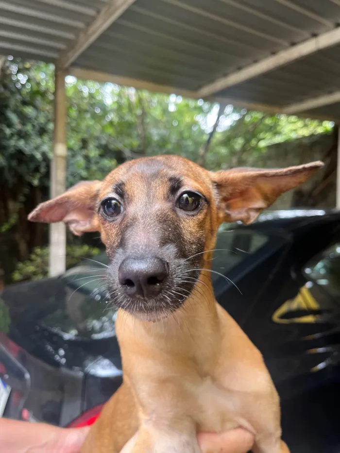 Cachorro ra a SRD-ViraLata idade 2 a 6 meses nome Beatriz