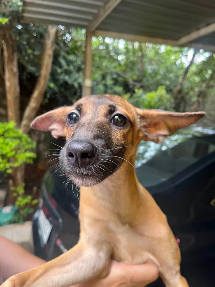 Cachorro ra a SRD-ViraLata idade 2 a 6 meses nome Beatriz