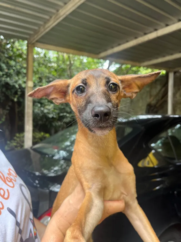 Cachorro ra a SRD-ViraLata idade 2 a 6 meses nome Beatriz