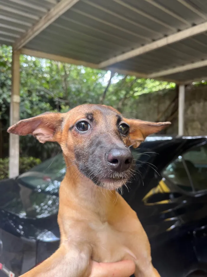 Cachorro ra a SRD-ViraLata idade 2 a 6 meses nome Beatriz