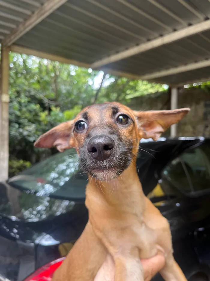 Cachorro ra a SRD-ViraLata idade 2 a 6 meses nome Beatriz