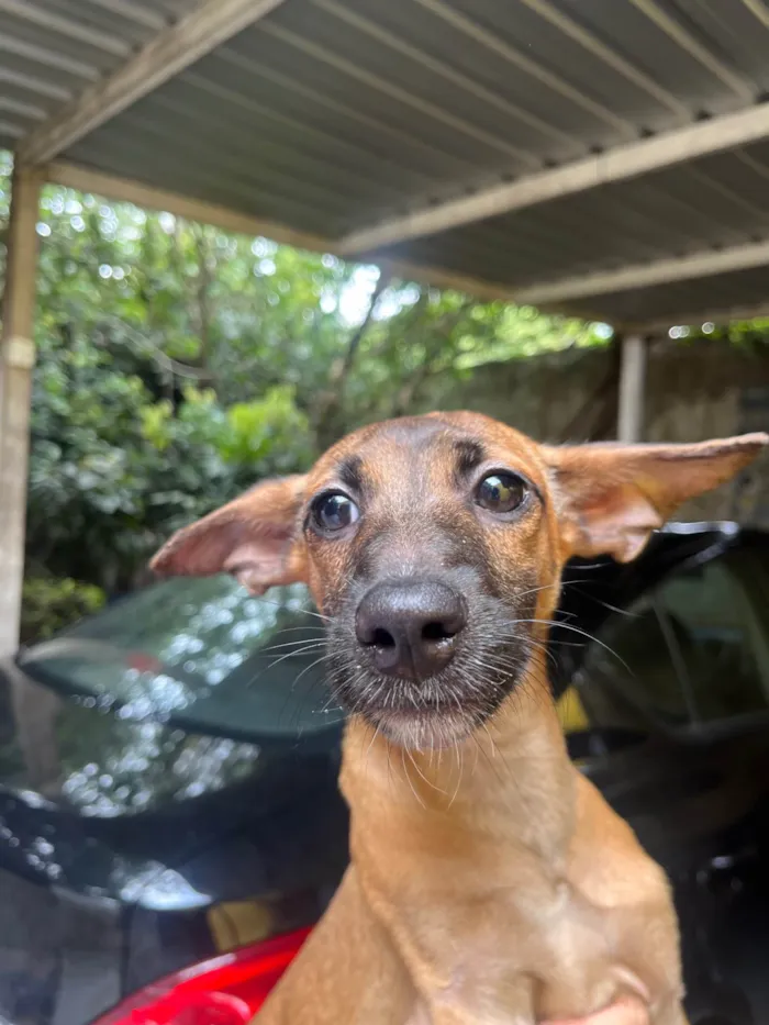 Cachorro ra a SRD-ViraLata idade 2 a 6 meses nome Beatriz