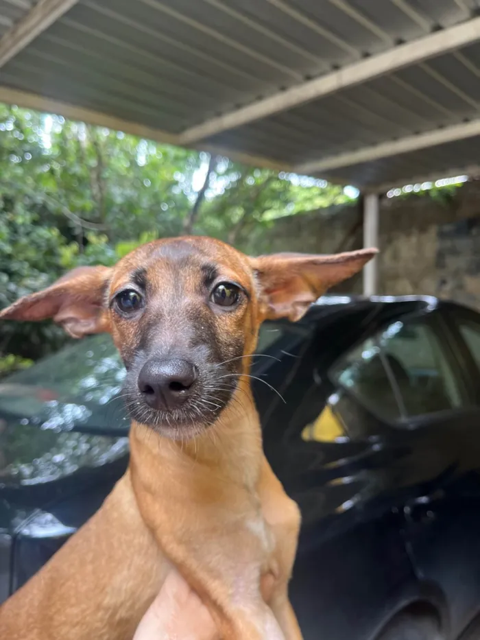 Cachorro ra a SRD-ViraLata idade 2 a 6 meses nome Beatriz