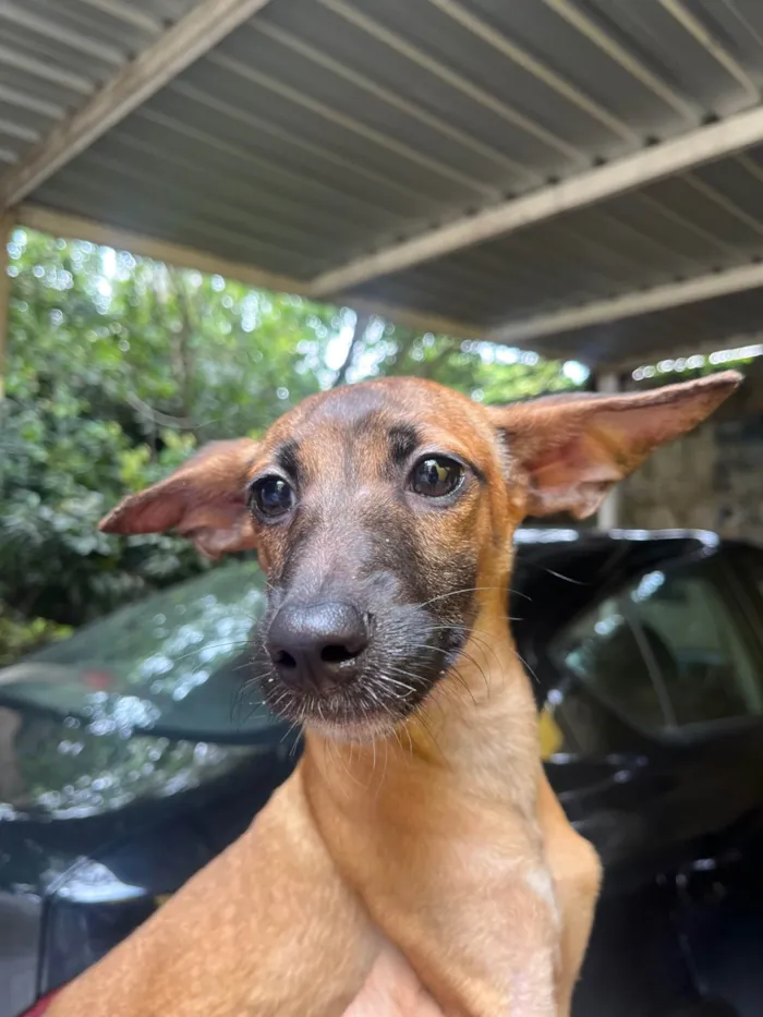 Cachorro ra a SRD-ViraLata idade 2 a 6 meses nome Beatriz