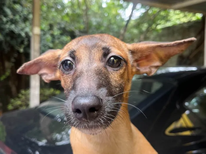 Cachorro ra a SRD-ViraLata idade 2 a 6 meses nome Beatriz