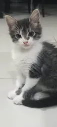 Gatinho lindo 