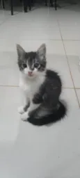 Gatinho lindo 