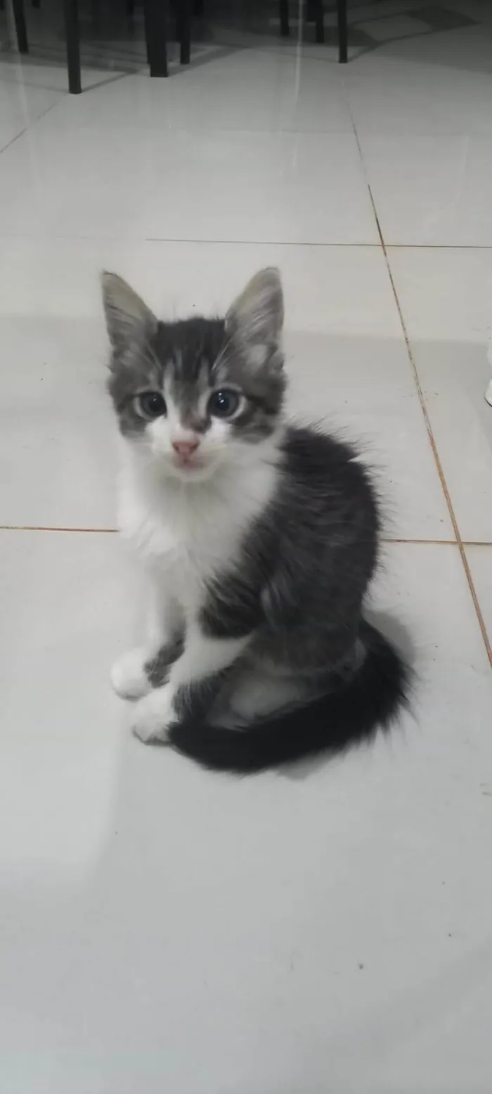 Gato ra a SRD-ViraLata idade Abaixo de 2 meses nome Gatinho lindo 