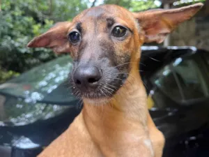 Cachorro raça SRD-ViraLata idade 2 a 6 meses nome Beatriz