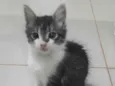 Gatinho lindo 