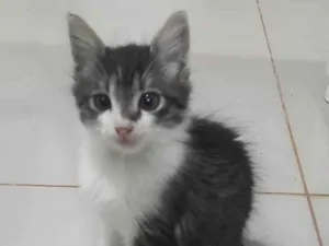 Gato raça SRD-ViraLata idade Abaixo de 2 meses nome Gatinho lindo 