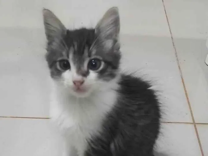 Gato ra a SRD-ViraLata idade Abaixo de 2 meses nome Gatinho lindo 