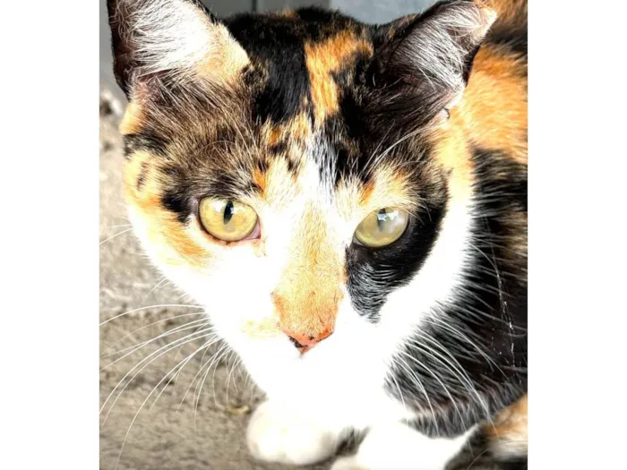 Gato ra a SRD-ViraLata idade 2 anos nome Costelinha