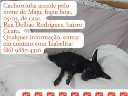 Cachorro raça Pinscher idade 4 anos nome Maju