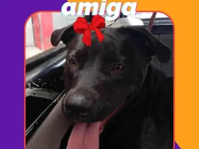 Cachorro raça SRD-ViraLata idade 1 ano nome Preta & Pretinha 