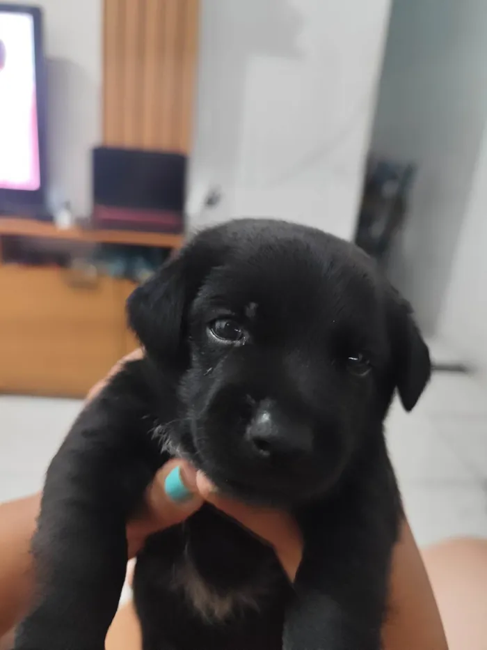 Cachorro ra a SRD-ViraLata idade Abaixo de 2 meses nome Maycow