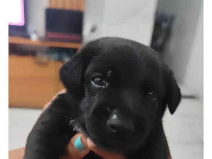 Cachorro ra a SRD-ViraLata idade Abaixo de 2 meses nome Maycow