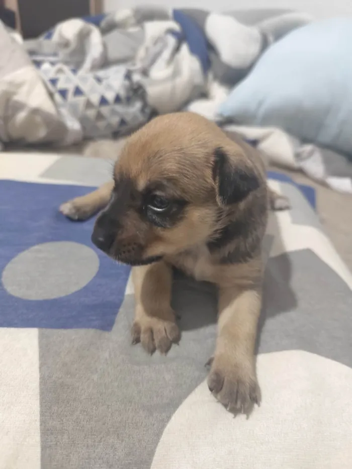 Cachorro ra a SRD-ViraLata idade Abaixo de 2 meses nome Max