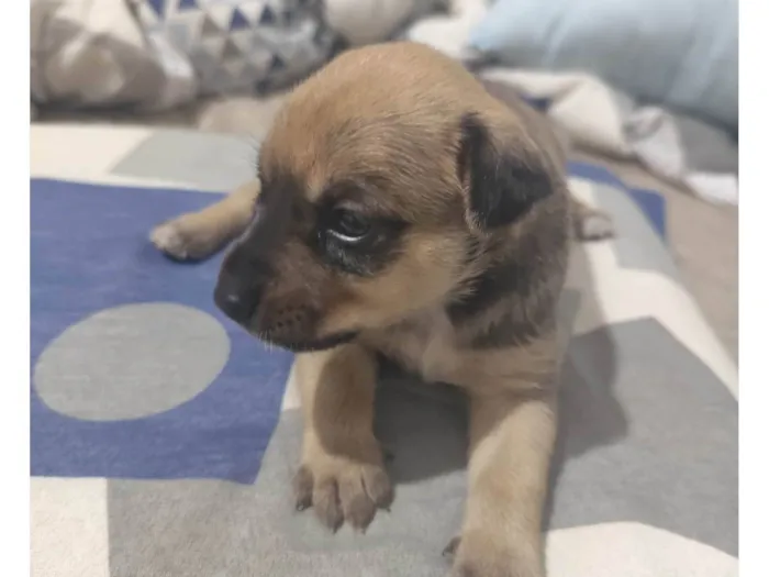 Cachorro ra a SRD-ViraLata idade Abaixo de 2 meses nome Max