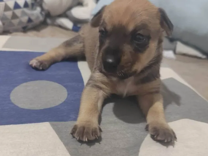 Cachorro ra a SRD-ViraLata idade Abaixo de 2 meses nome Max