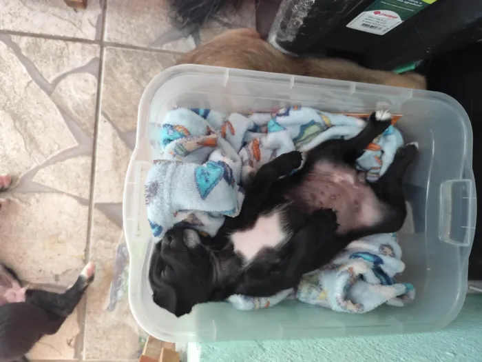 Cachorro ra a SRD-ViraLata idade Abaixo de 2 meses nome Ayla