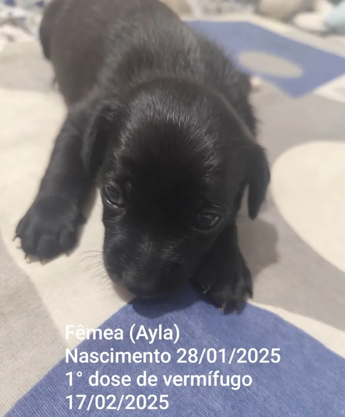 Cachorro ra a SRD-ViraLata idade Abaixo de 2 meses nome Ayla