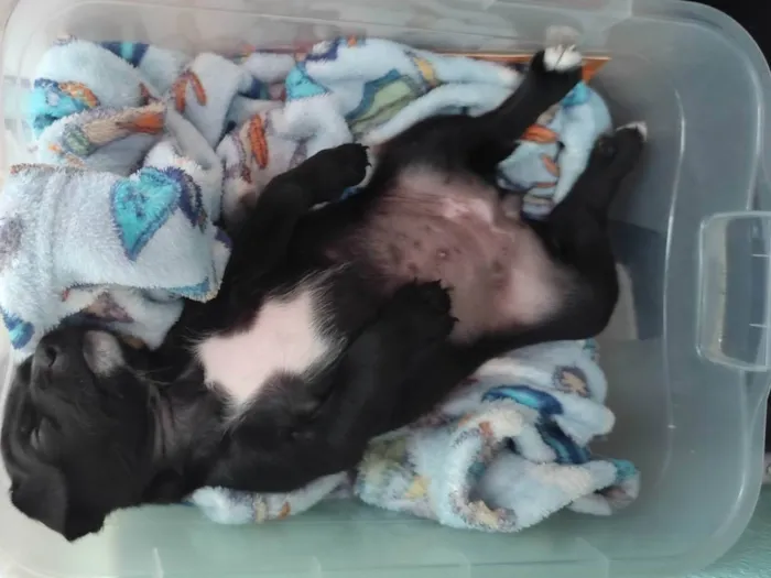 Cachorro ra a SRD-ViraLata idade Abaixo de 2 meses nome Ayla