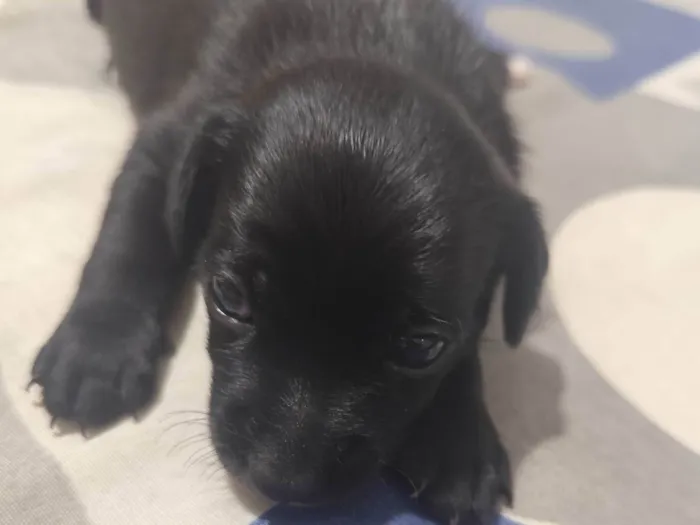 Cachorro ra a SRD-ViraLata idade Abaixo de 2 meses nome Ayla