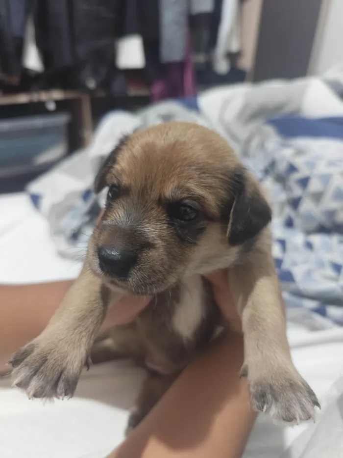 Cachorro ra a SRD-ViraLata idade Abaixo de 2 meses nome Mel