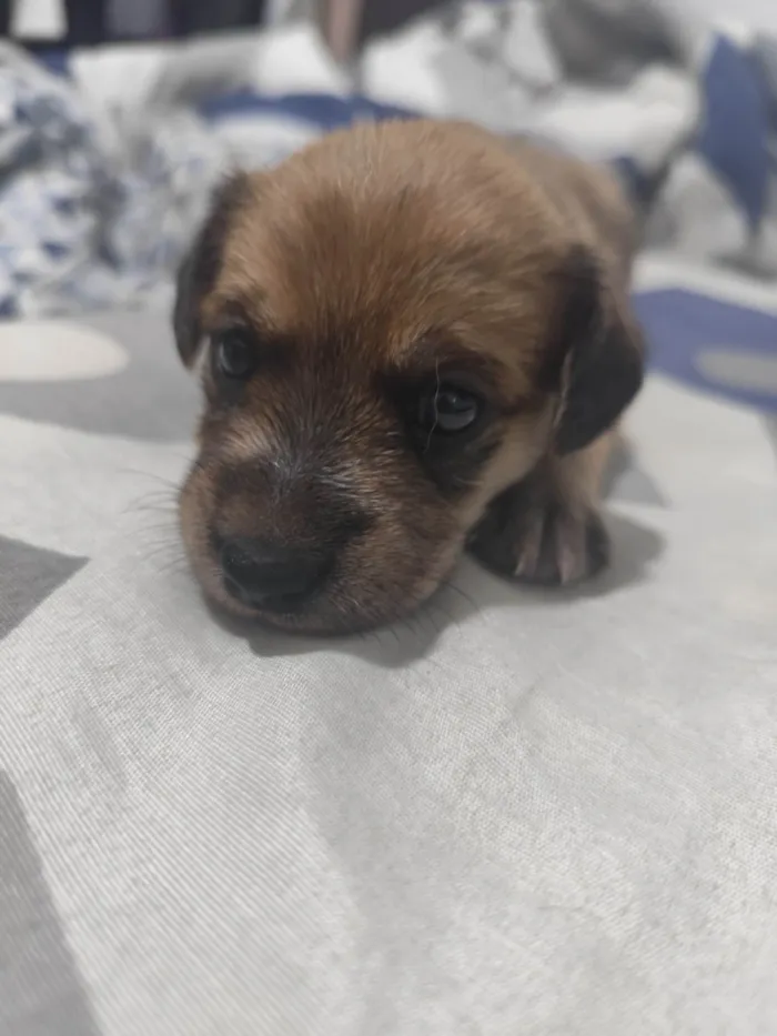 Cachorro ra a SRD-ViraLata idade Abaixo de 2 meses nome Mel