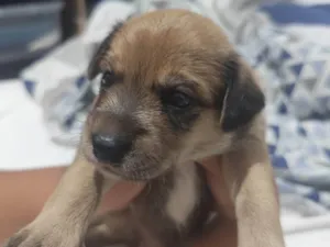 Cachorro raça SRD-ViraLata idade Abaixo de 2 meses nome Mel