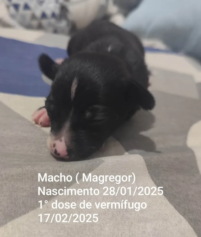 Cachorro ra a SRD-ViraLata idade Abaixo de 2 meses nome Magreggor 