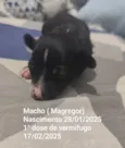 Magreggor