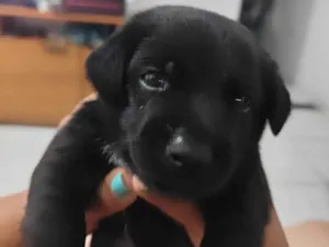 Cachorro raça SRD-ViraLata idade Abaixo de 2 meses nome Maycow