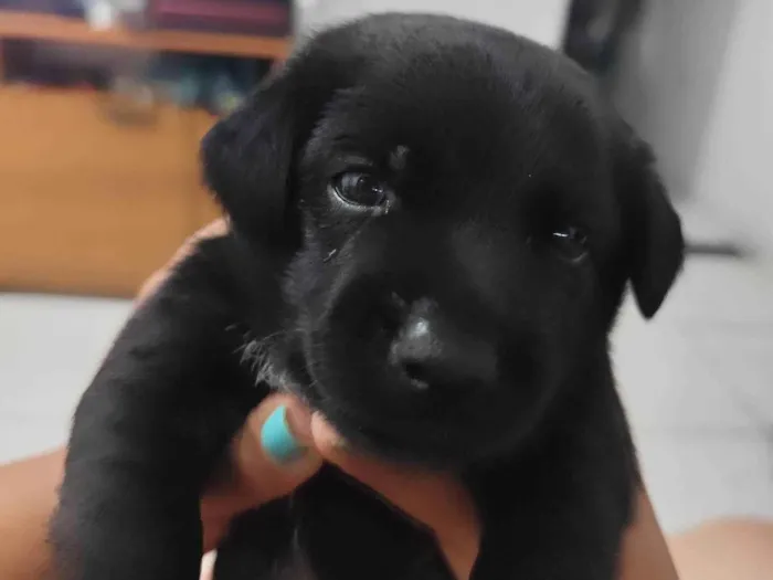 Cachorro ra a SRD-ViraLata idade Abaixo de 2 meses nome Maycow