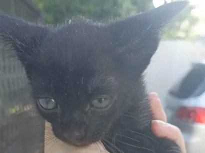 Gato raça SRD-ViraLata idade Abaixo de 2 meses nome Bartô