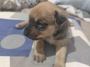 Cachorro raça SRD-ViraLata idade Abaixo de 2 meses nome Max