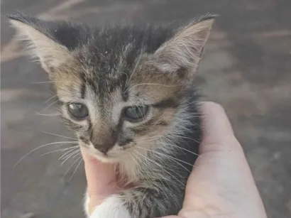 Gato raça SRD-ViraLata idade Abaixo de 2 meses nome star