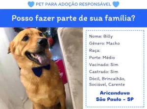 Cachorro raça SRD-ViraLata idade 6 ou mais anos nome Billy