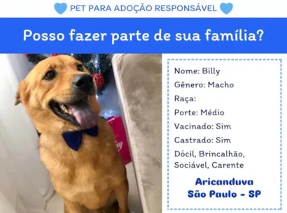 Cachorro raça SRD-ViraLata idade 6 ou mais anos nome Billy