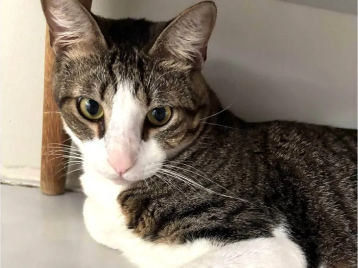 Gato ra a SRD-ViraLata idade 3 anos nome Kelvin procura um lar