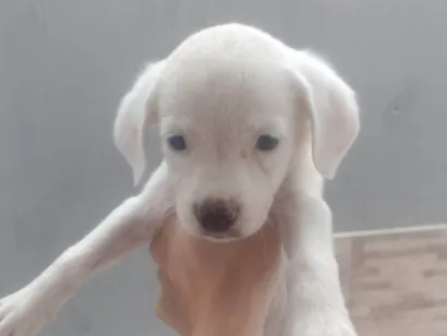 Cachorro raça SRD-ViraLata idade 2 a 6 meses nome Sem nome