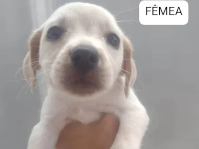Cachorro raça SRD-ViraLata idade 2 a 6 meses nome Sem nome