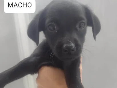 Cachorro raça SRD-ViraLata idade 2 a 6 meses nome Sem nome