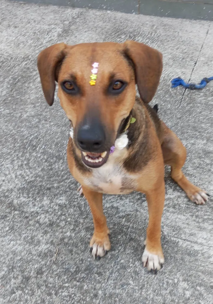 Cachorro ra a SRD-ViraLata idade 1 ano nome Nina