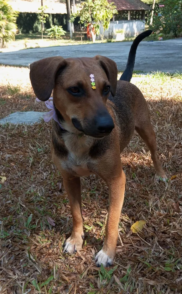 Cachorro ra a SRD-ViraLata idade 1 ano nome Nina