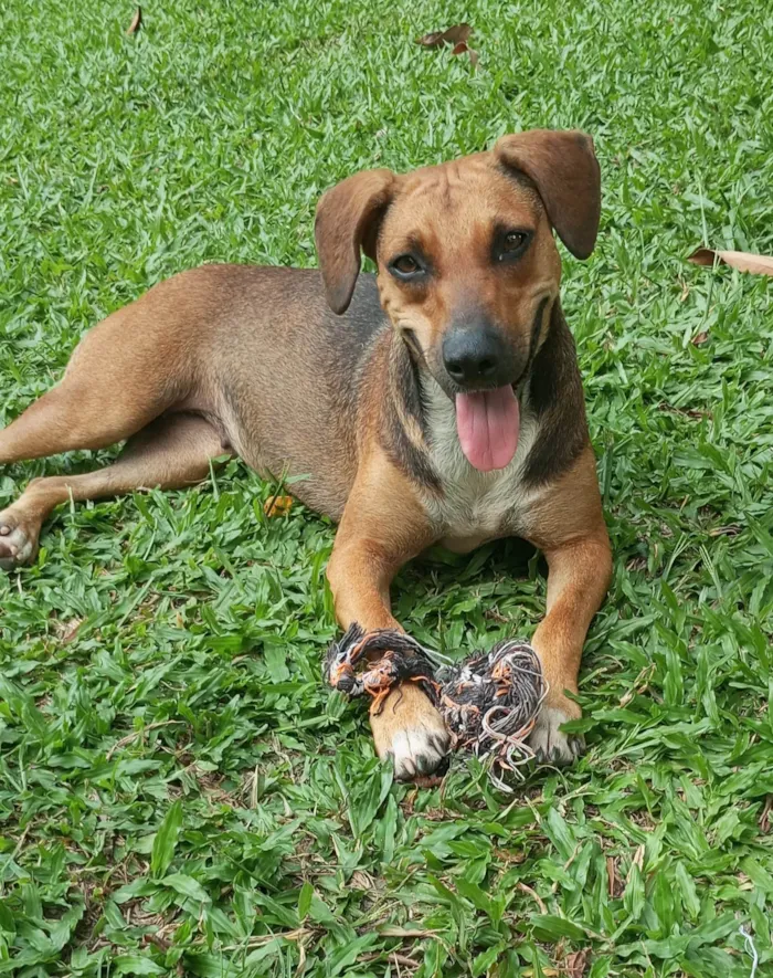 Cachorro ra a SRD-ViraLata idade 1 ano nome Nina