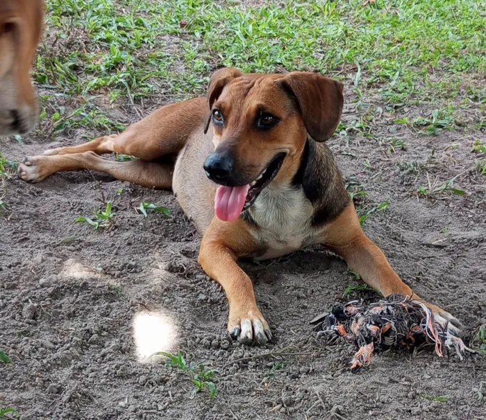 Cachorro ra a SRD-ViraLata idade 1 ano nome Nina